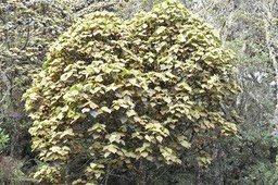 Dombeya reclinata - Mahot rouge - MALVACEAE - Endémique Réunion