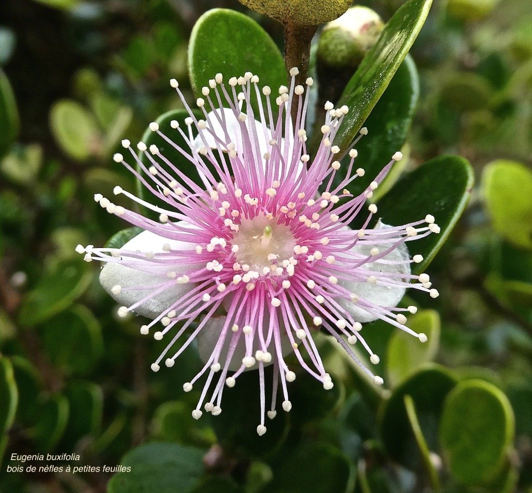 Eugenia buxifolia .bois de nèfles à petites feuilles .myrtaceae.endémique Réunion.P1006927