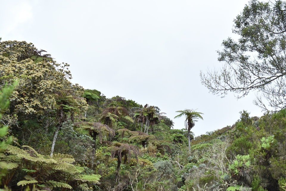 Forêt des Hauts de Montvert