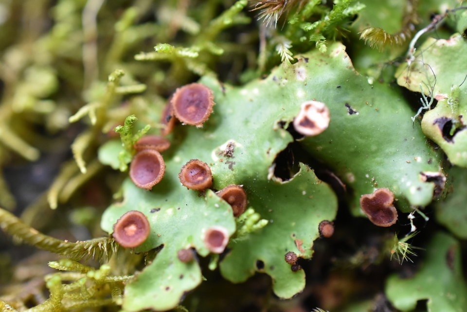 Lichen, corbeilles à propagules