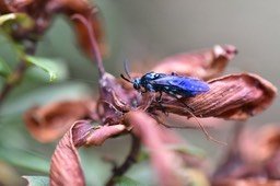 Mouche bleue sur fleur jaune