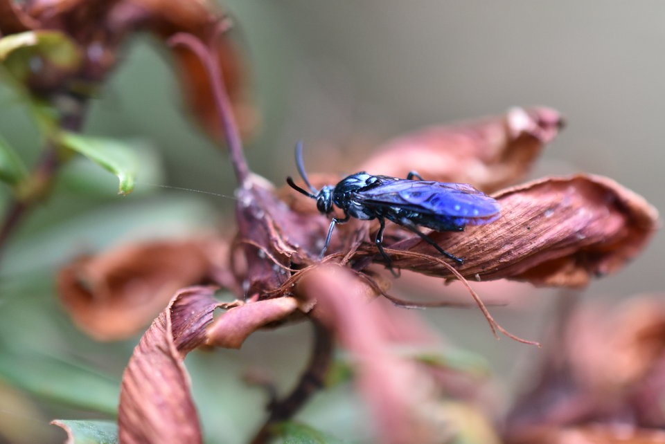 Mouche bleue sur fleur jaune
