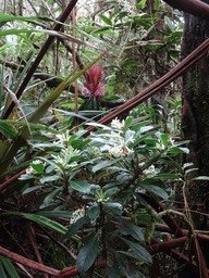 Osto café et Bois de savon