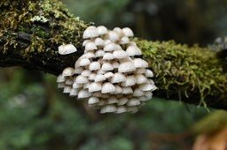 Saut groupé de parachutistes
