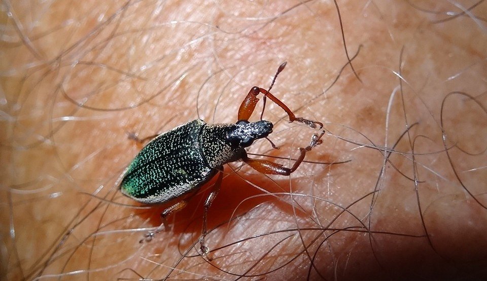 Cratopus somptuosus (sur avant bras) - CURCULIONIDAE - Endémique Réunion