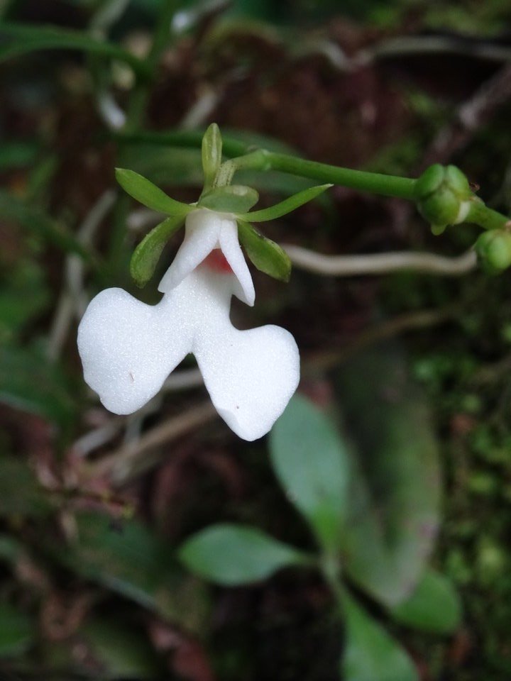 Oeonia rosea - EPIDENDROIDEAE - Indigène Réunion - DSC03539