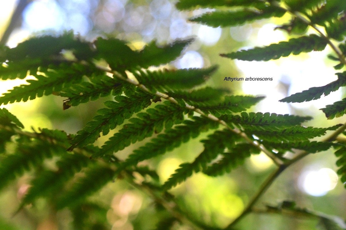 Athyrium arborescens Athyriaceae  Indigène La Réunion 8257.jpeg