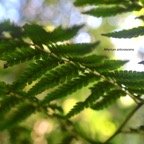 Athyrium arborescens Athyriaceae  Indigène La Réunion 8257.jpeg