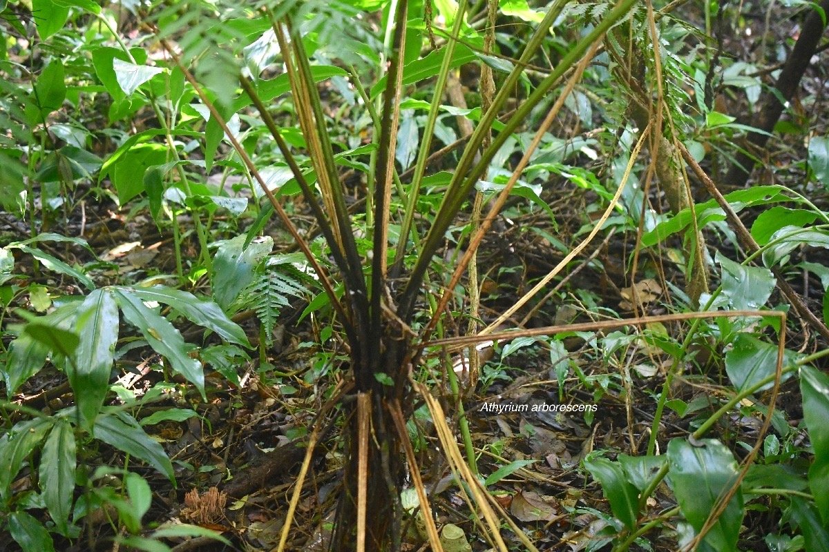 Athyrium arborescens Athyriaceae  Indigène la Réunion 8255.jpeg