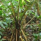Athyrium arborescens Athyriaceae  Indigène la Réunion 8255.jpeg