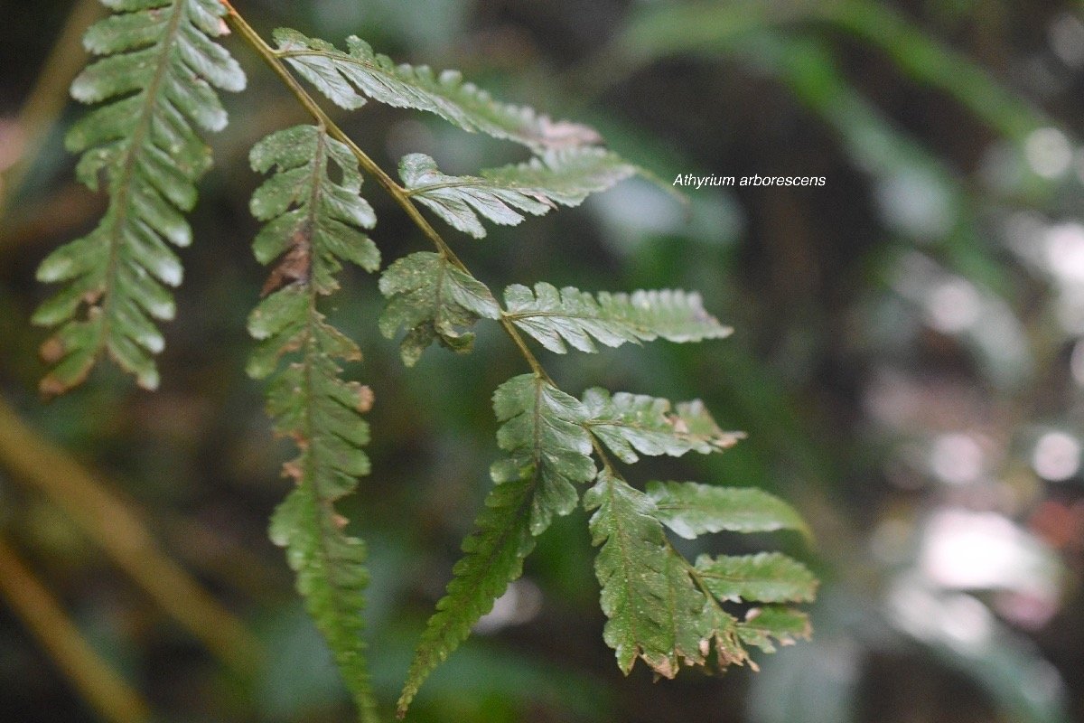 Athyrium arborescens Athyriaceae  Indigène la Réunion 8259.jpeg