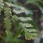 Athyrium arborescens Athyriaceae  Indigène la Réunion 8259.jpeg