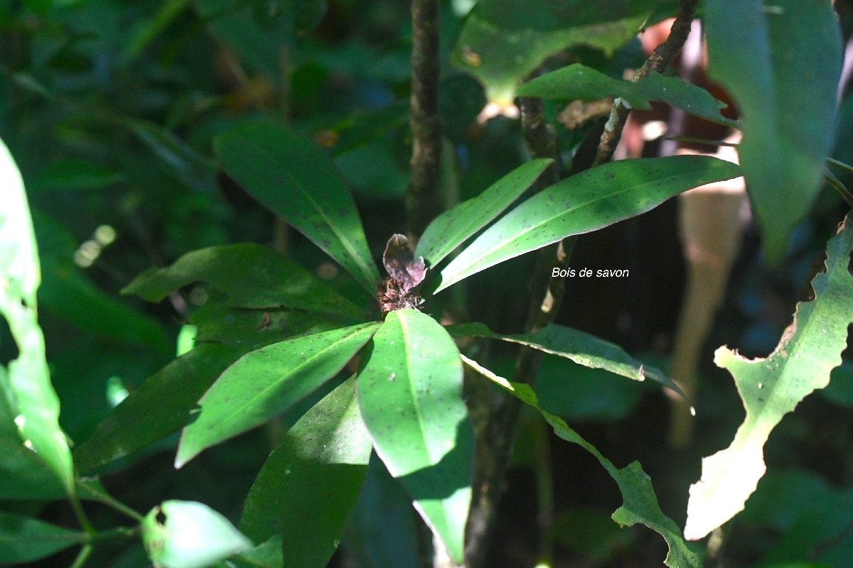 Badula barthesia  Bois de savon Primul aceae Endémique La Réunion 8241.jpeg