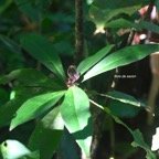 Badula barthesia  Bois de savon Primul aceae Endémique La Réunion 8241.jpeg