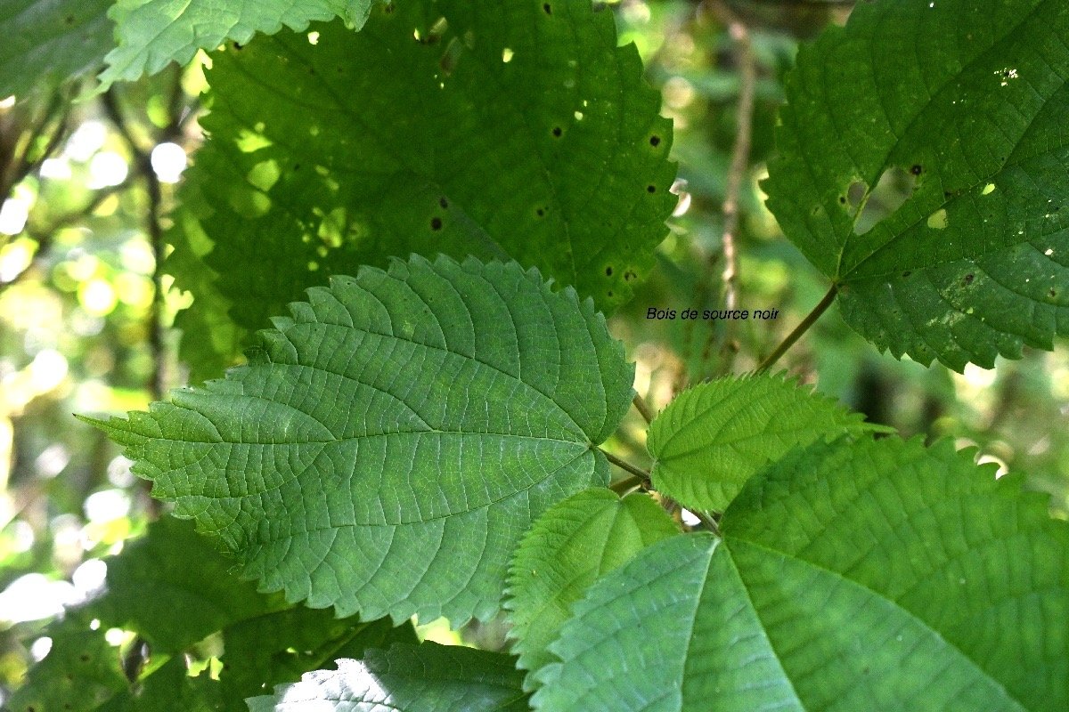 Boehmeria macrophylla Bois de source  noir Urticaceae Cryptogène 8265.jpeg