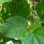 Boehmeria macrophylla Bois de source  noir Urticaceae Cryptogène 8265.jpeg