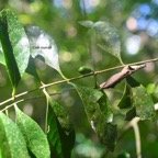Coffea mauritiana Cafe? marron Rubiaceae  Endémique La Réunion, Maurice 8289.jpeg