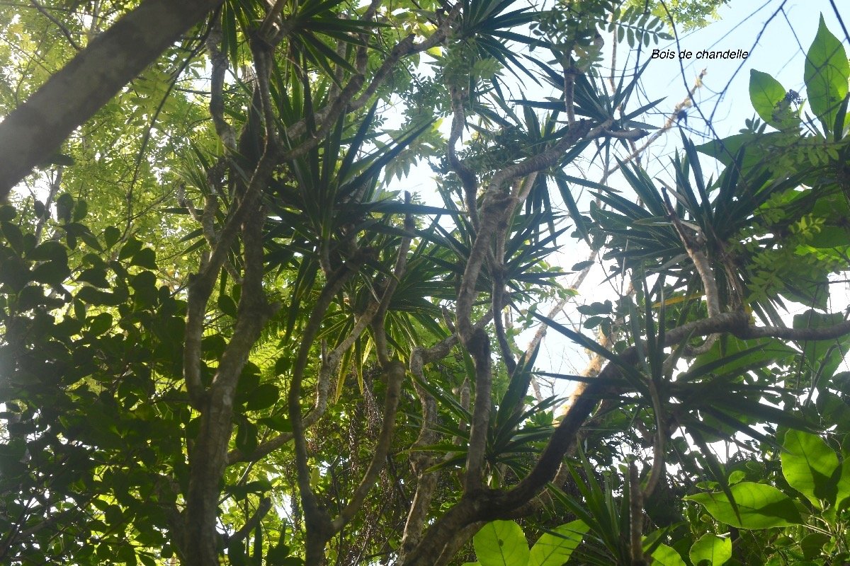 Dracaena reflexa Bois de chandelle Aspa ragaceae Indigène La Réunion 8362.jpeg