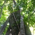 Ficus densifolia Grand affouche Moraceae Endémique La Réunion, Maurice 8280.jpeg