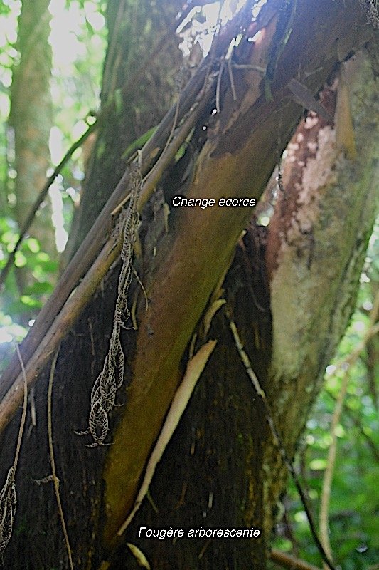 Fougère arborescente et Change écorce 8285.jpeg