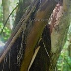Fougère arborescente et Change écorce 8285.jpeg
