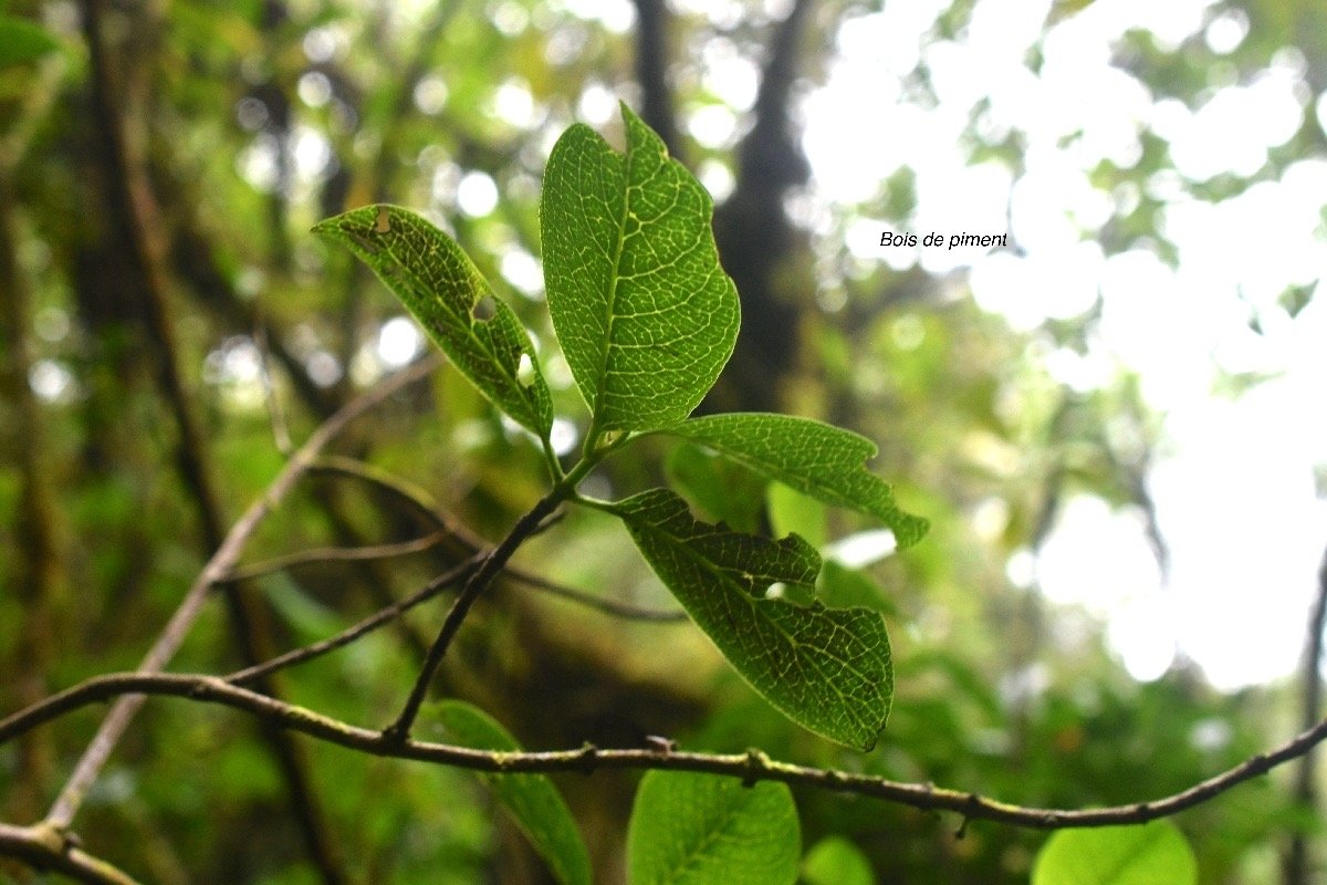 Geniostoma borbonicum Bois de piment Loganiaceae Endémique la Réunion, Maurice 8379.jpeg