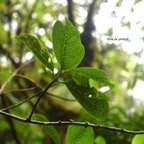 Geniostoma borbonicum Bois de piment Loganiaceae Endémique la Réunion, Maurice 8379.jpeg