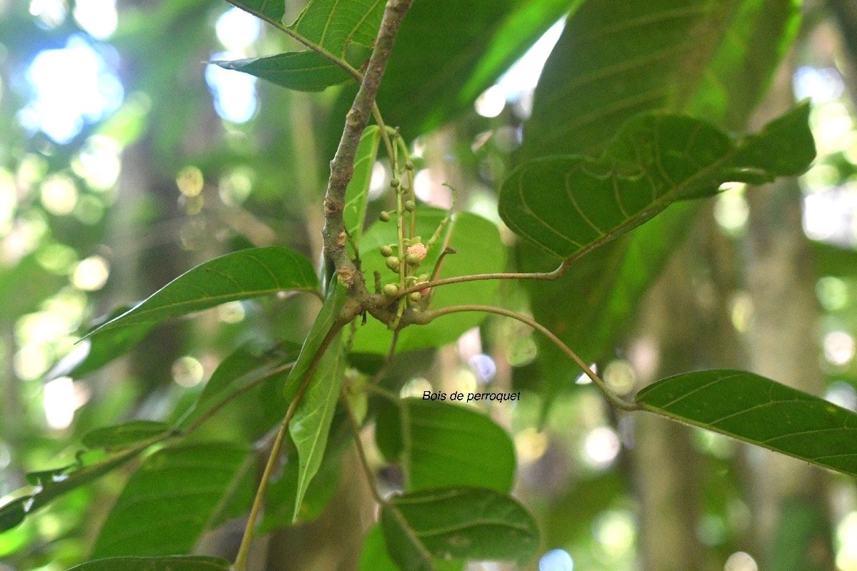 Hancea integrifolia Bois de perroquet Euphorbiaceae Endémique La Réunion, Maurice 8315.jpeg