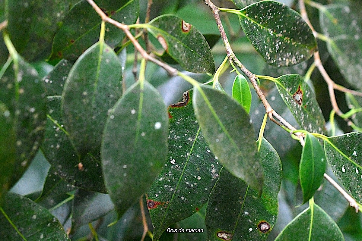 Maillardia borbonica Bois de maman Moraceae Endémique la Réunion 8412.jpeg