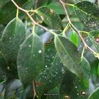 Maillardia borbonica Bois de maman Moraceae Endémique la Réunion 8412.jpeg