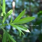 Melicope obtusifolia Catafaille patte poule Rutaceae Endémique la Réunion, Maurice 8248.jpeg