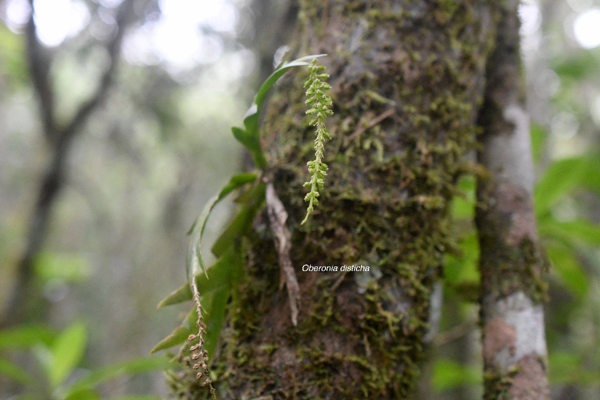 Oberonia disticha Orchidaceae  Indigène Ra Réunion 8392.jpeg