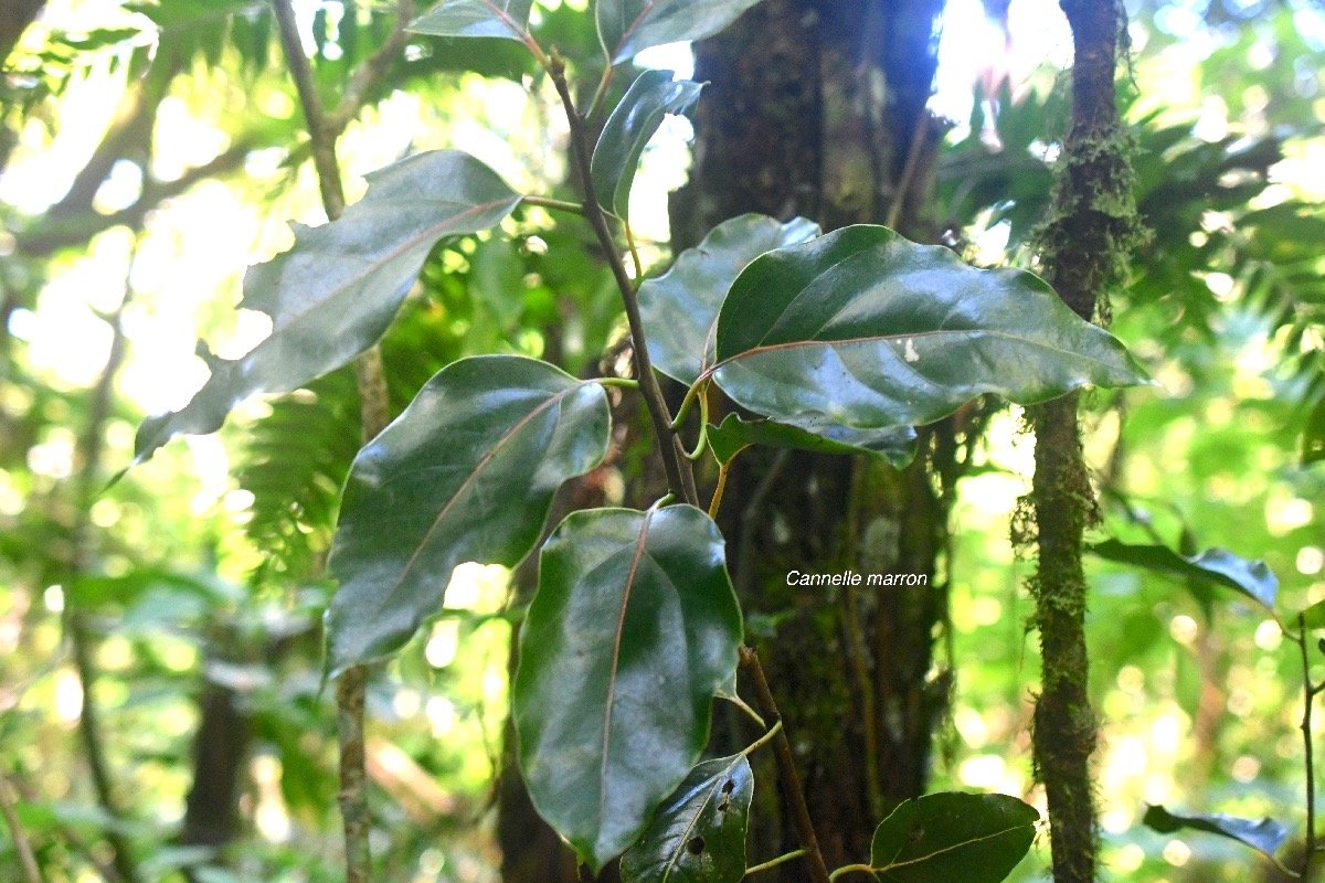Ocotea obtusata Cannelle marron Lauraceae  Endémique La Réunion , Maurice 8282.jpeg