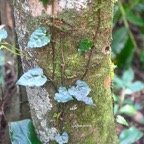 Piper borbonense Lingue poivre Piperaceae Indigène La Réunion 8322.jpeg