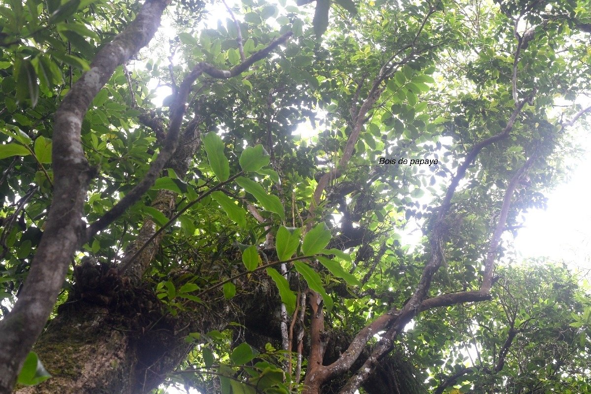 Polyscias repanda Bois de papaye Arali aceae Endémique La Réunion 8368.jpeg