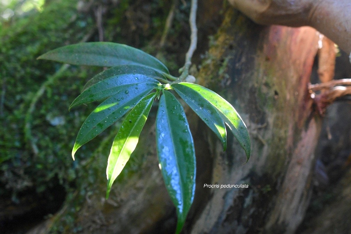 Procris pedunculata Urticaceae  Indigène La Réunion 8244.jpeg