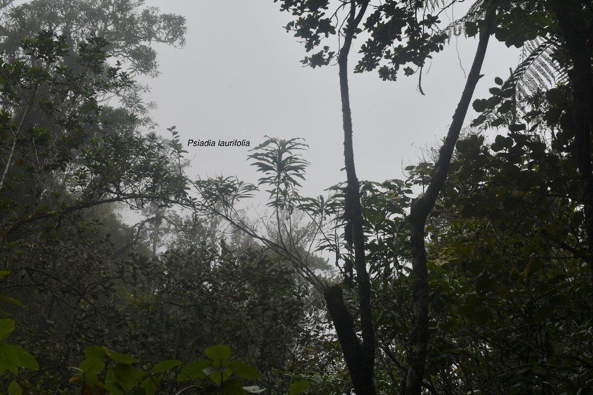 Psiadia laurifolia Bois de tabac Asteraceae Endémique La Réunion 8380.jpeg