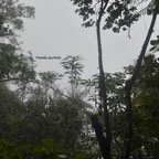 Psiadia laurifolia Bois de tabac Asteraceae Endémique La Réunion 8380.jpeg