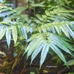 Ptisana fraxinea Fougère tortue Marattiaceae Indigène La Réunion 8306.jpeg