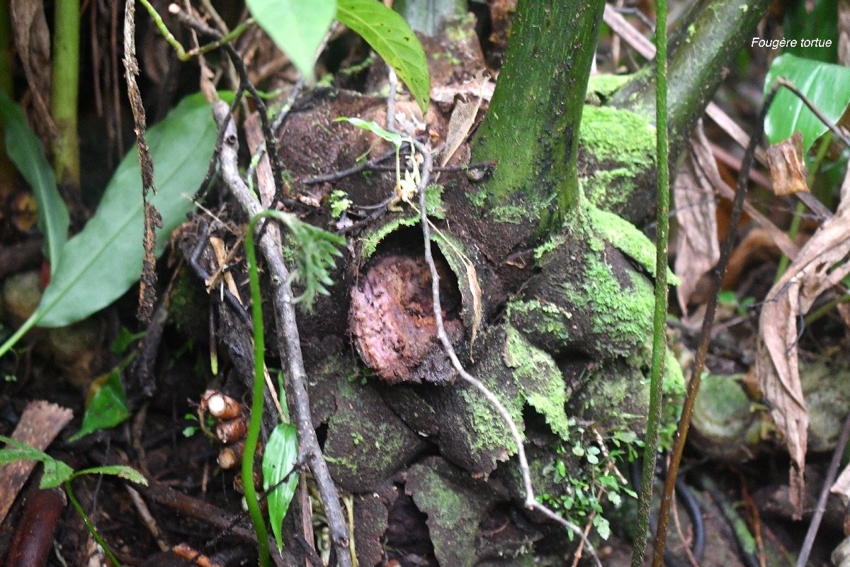 Ptisana fraxinea Fougère tortue Marattiaceae Indigène La Réunion 8386.jpeg