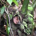Ptisana fraxinea Fougère tortue Marattiaceae Indigène La Réunion 8386.jpeg