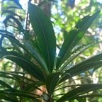 Siceroxylon majus Bois de fer blanc Sapotaceae Endémique La Réunion 8252.jpeg
