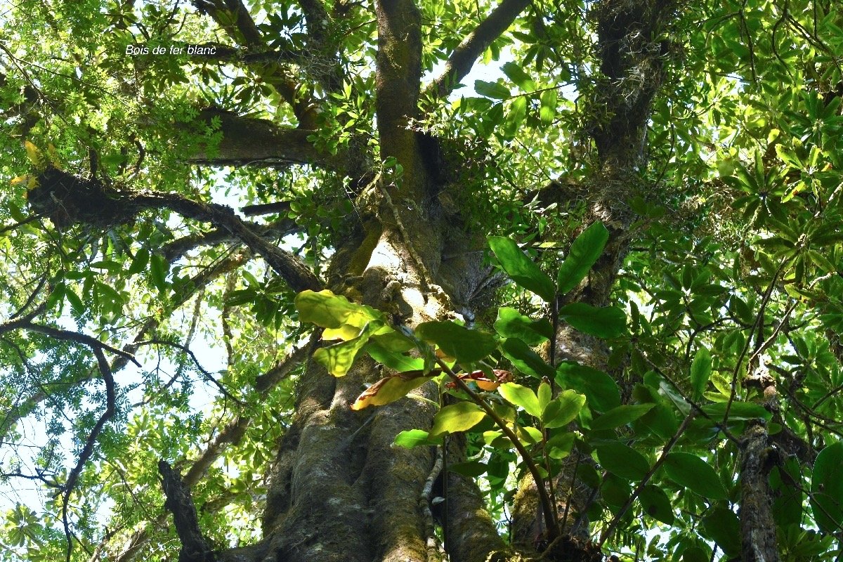 Sideroxylon majus Bois de fer blanc Sapotaceae Endémique la Réunion 8304.jpeg