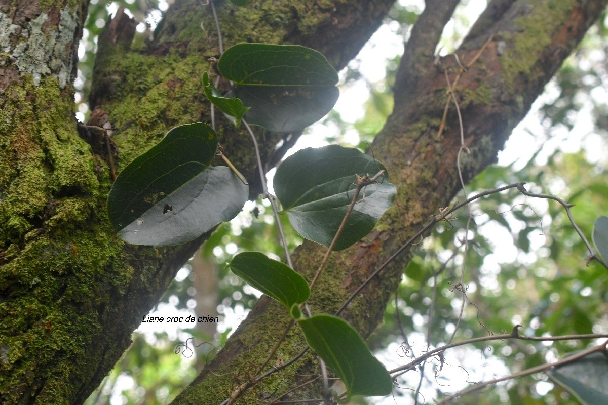 Smilax anceps Croc de chien Smilacaceae Indigène la Réunion 8364.jpeg
