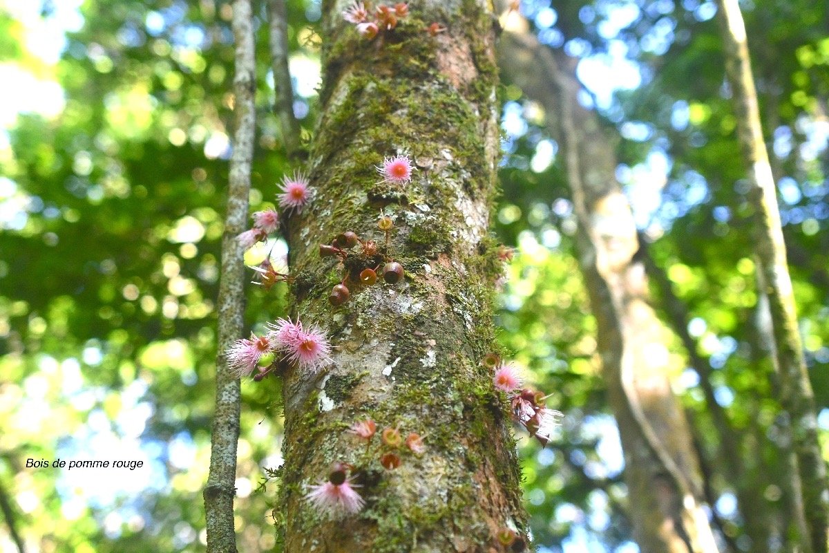 Syzygium cymosum Bois de pomme rouge Myrtaceae   Endémique La Réunion, Maurice 8332.jpeg