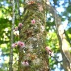 Syzygium cymosum Bois de pomme rouge Myrtaceae   Endémique La Réunion, Maurice 8332.jpeg