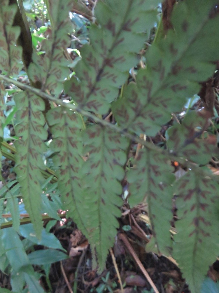 7. Athyrium arborescens (ex Diplazium) - ATHYRIACEAE - Endemique region malgache -.jpeg