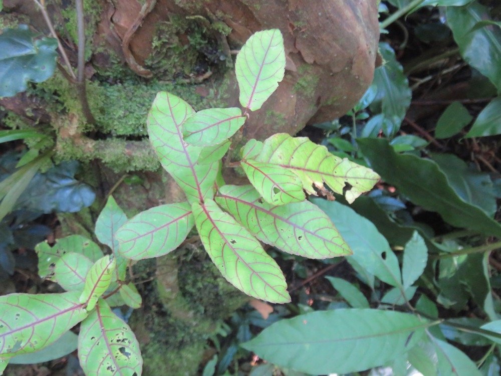 8. Acalypha integrifolia Bois de violon Euphorbi aceae ReÌunion , Maurice, Madagascar.jpeg