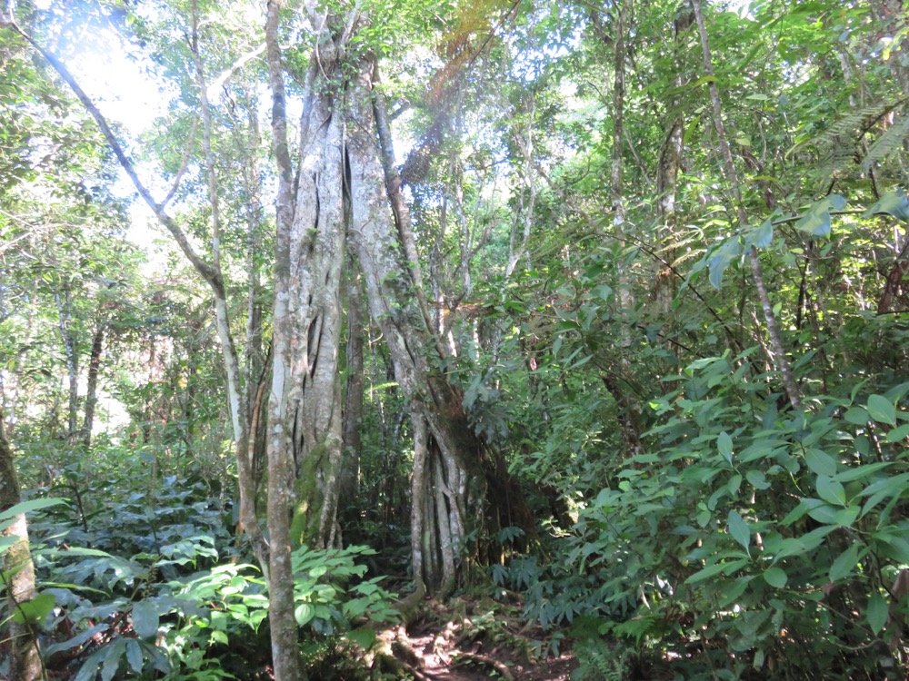 9. Ficus densifolia - Grand Affouche - Moraceae.jpeg