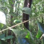 11. Cerise de Coffea mauritiana Cafe? marron Rubiaceae Endémique La Réunion, Maurice.jpeg